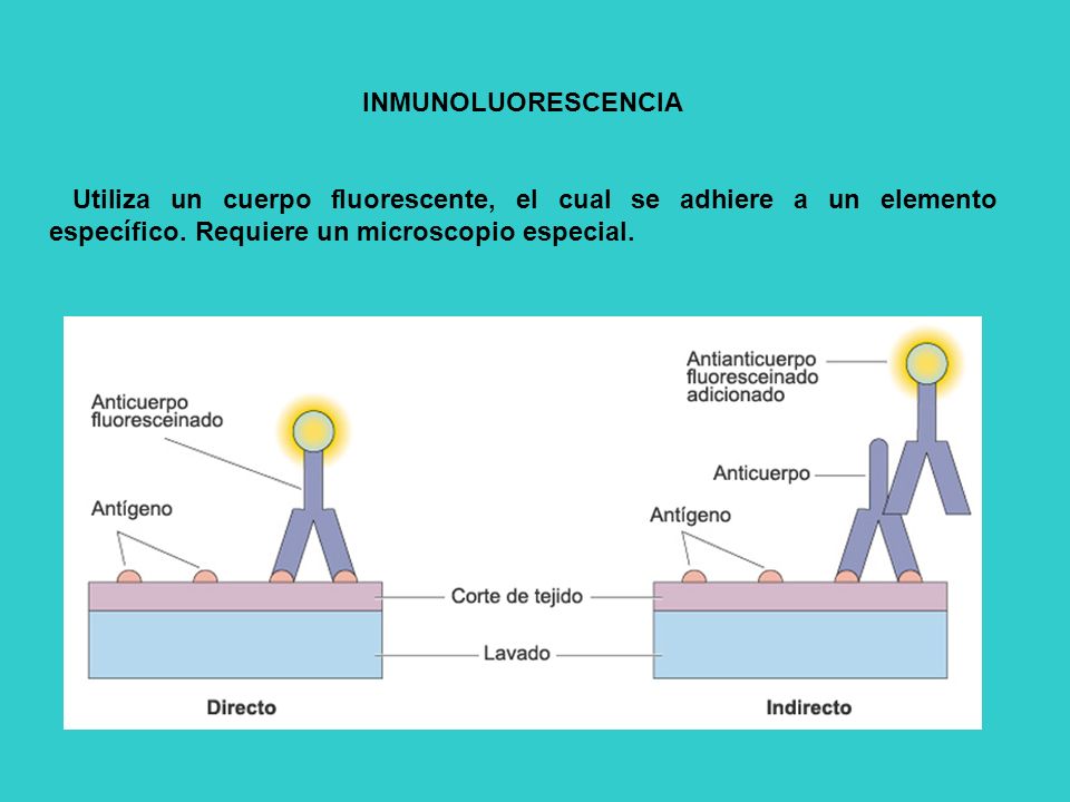 INMUNOLUORESCENCIA Utiliza un cuerpo fluorescente, el cual se adhiere a un elemento específico.