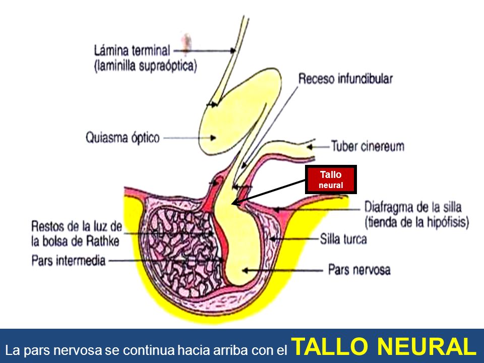 La pars nervosa se continua hacia arriba con el TALLO NEURAL