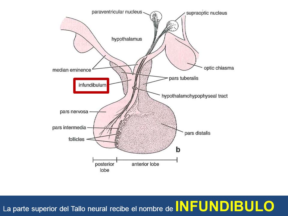 La parte superior del Tallo neural recibe el nombre de INFUNDIBULO