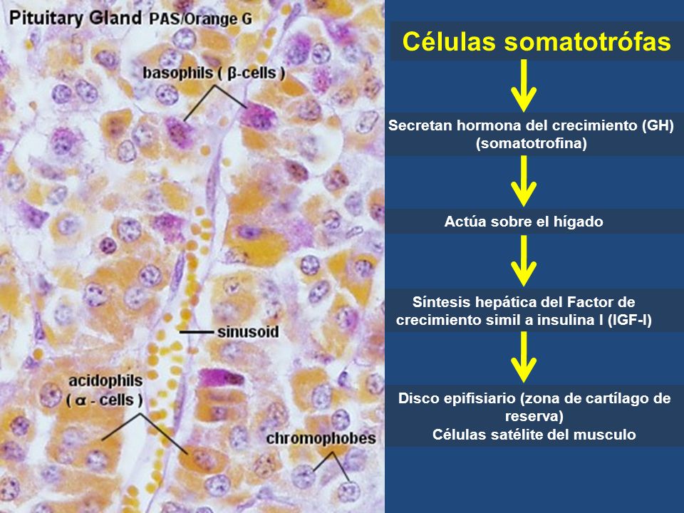 Células somatotrófas Secretan hormona del crecimiento (GH) (somatotrofina) Actúa sobre el hígado.