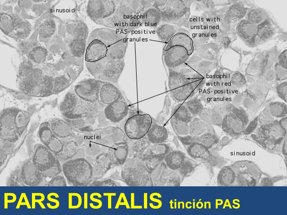 PARS DISTALIS tinción PAS