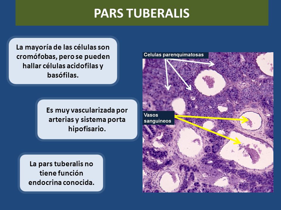 PARS TUBERALIS La mayoría de las células son cromófobas, pero se pueden hallar células acidofilas y basófilas.