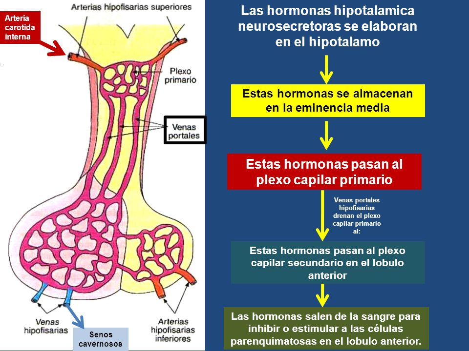 Las hormonas hipotalamica neurosecretoras se elaboran en el hipotalamo