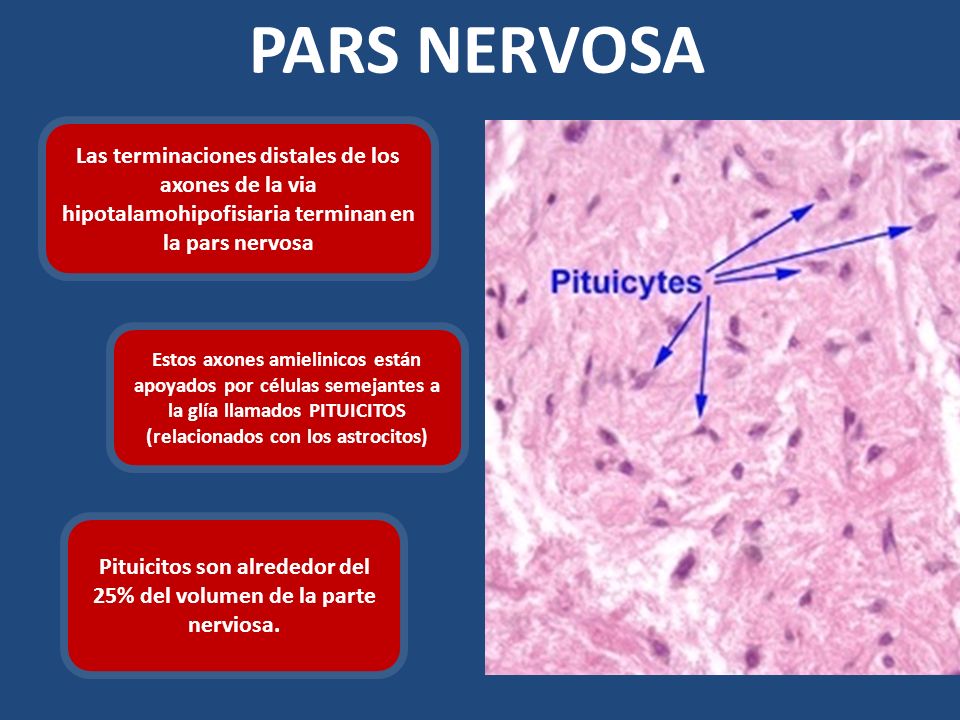 Pituicitos son alrededor del 25% del volumen de la parte nerviosa.