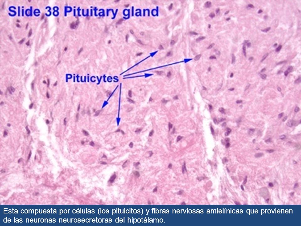 Esta compuesta por células (los pituicitos) y fibras nerviosas amielínicas que provienen de las neuronas neurosecretoras del hipotálamo.