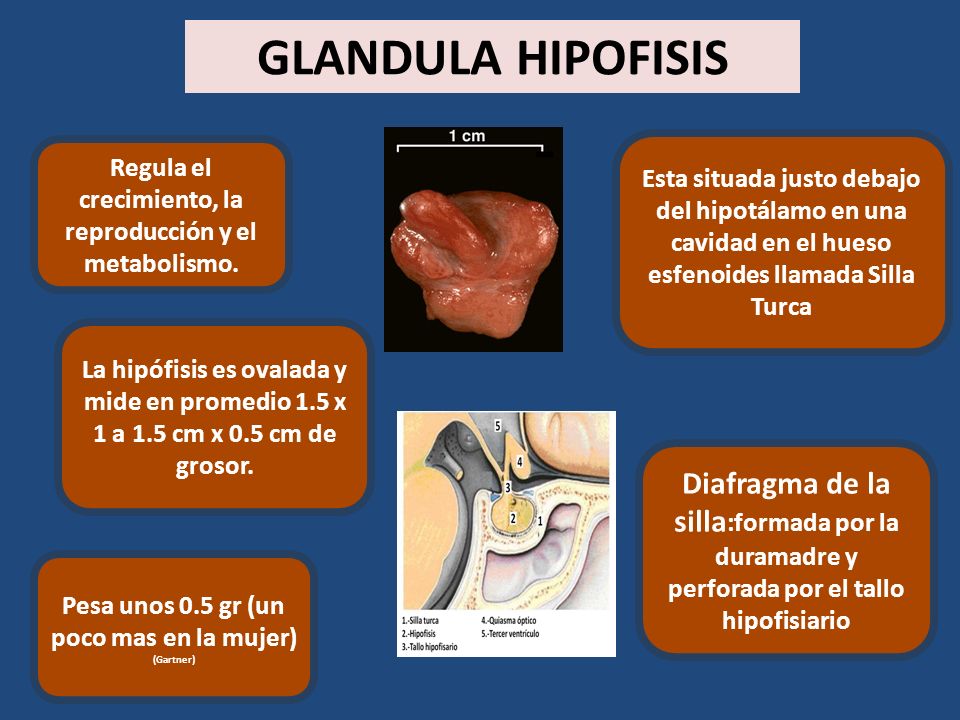 GLANDULA HIPOFISIS Regula el crecimiento, la reproducción y el metabolismo.