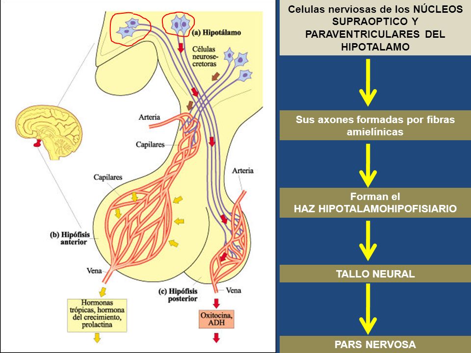 Sus axones formadas por fibras amielínicas HAZ HIPOTALAMOHIPOFISIARIO