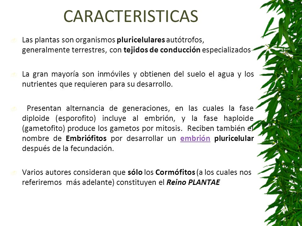 CARACTERISTICAS Las plantas son organismos pluricelulares autótrofos, generalmente terrestres, con tejidos de conducción especializados.