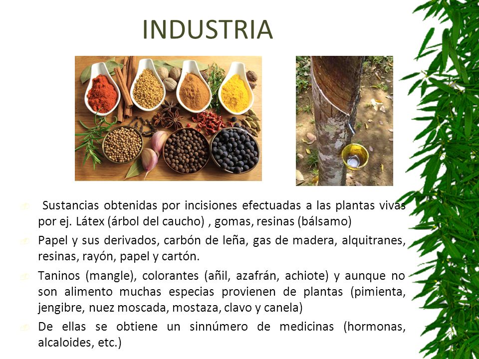 INDUSTRIA Sustancias obtenidas por incisiones efectuadas a las plantas vivas por ej. Látex (árbol del caucho) , gomas, resinas (bálsamo)