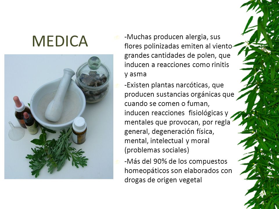 MEDICA -Muchas producen alergia, sus flores polinizadas emiten al viento grandes cantidades de polen, que inducen a reacciones como rinitis y asma.