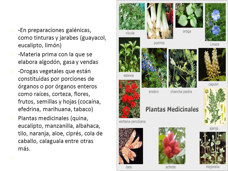 Botanica Criptogamica Ppt Video Online Descargar