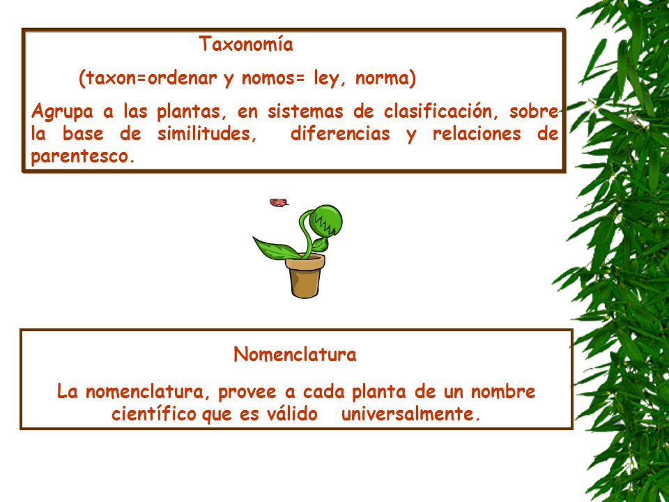Nomenclatura Taxonomía (taxon=ordenar y nomos= ley, norma)