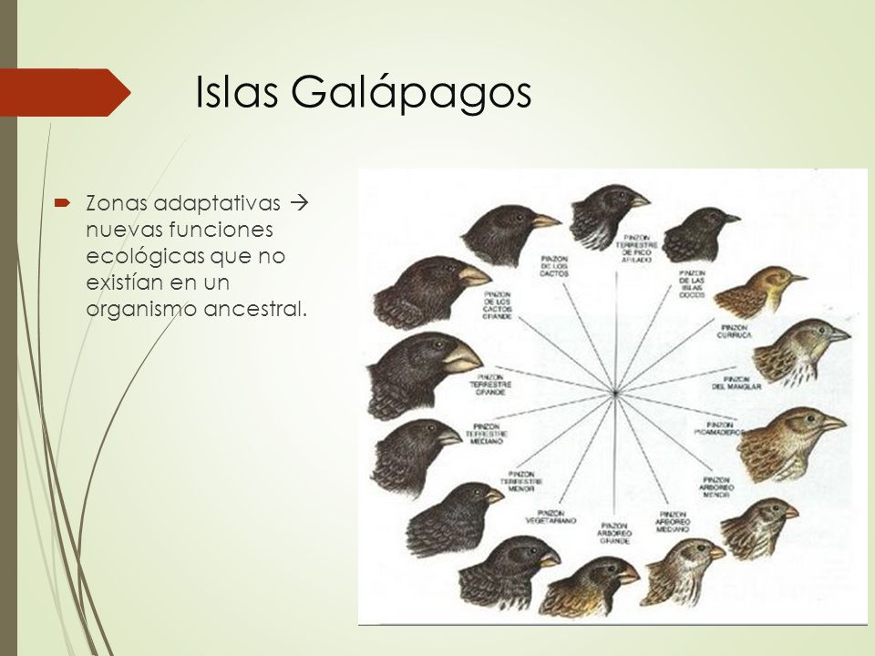 Islas Galápagos Zonas adaptativas  nuevas funciones ecológicas que no existían en un organismo ancestral.