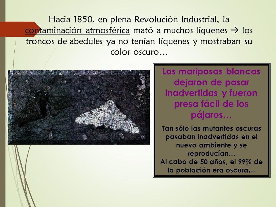 Hacia 1850, en plena Revolución Industrial, la contaminación atmosférica mató a muchos líquenes  los troncos de abedules ya no tenían líquenes y mostraban su color oscuro…