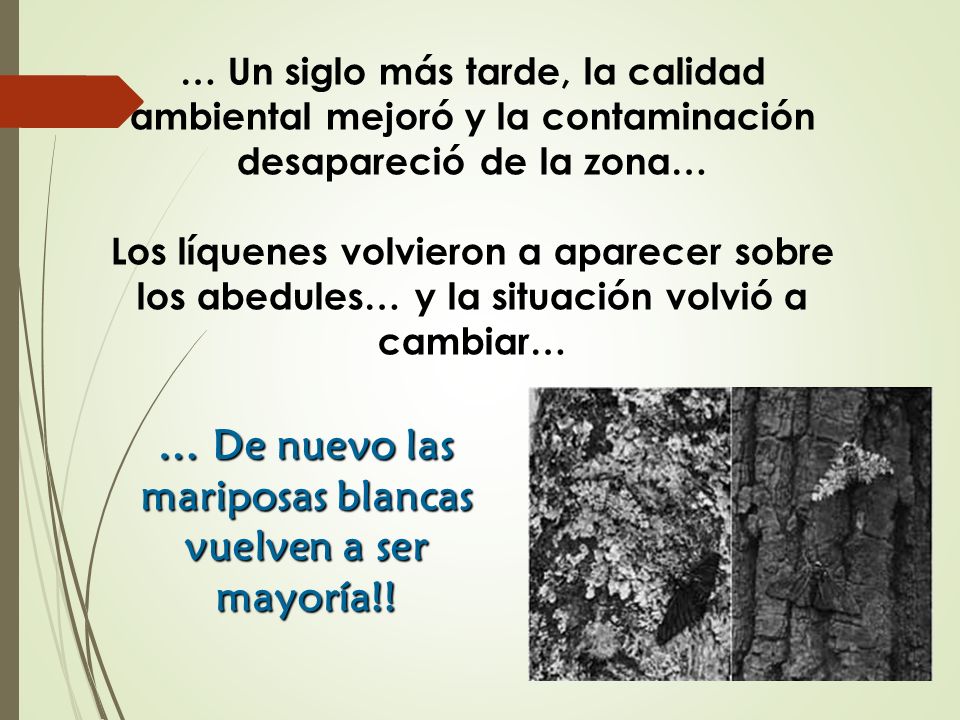 … De nuevo las mariposas blancas vuelven a ser mayoría!!