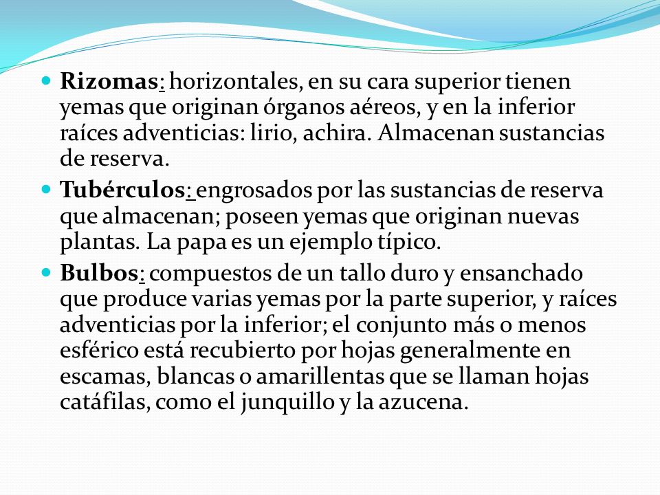 Rizomas: horizontales, en su cara superior tienen yemas que originan órganos aéreos, y en la inferior raíces adventicias: lirio, achira. Almacenan sustancias de reserva.