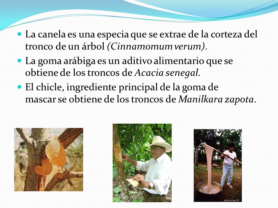 La canela es una especia que se extrae de la corteza del tronco de un árbol (Cinnamomum verum).