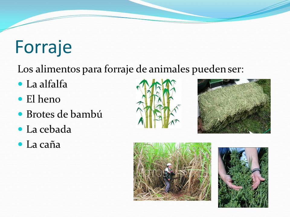 Forraje Los alimentos para forraje de animales pueden ser: La alfalfa