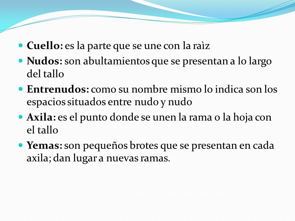 Cuello: es la parte que se une con la raìz