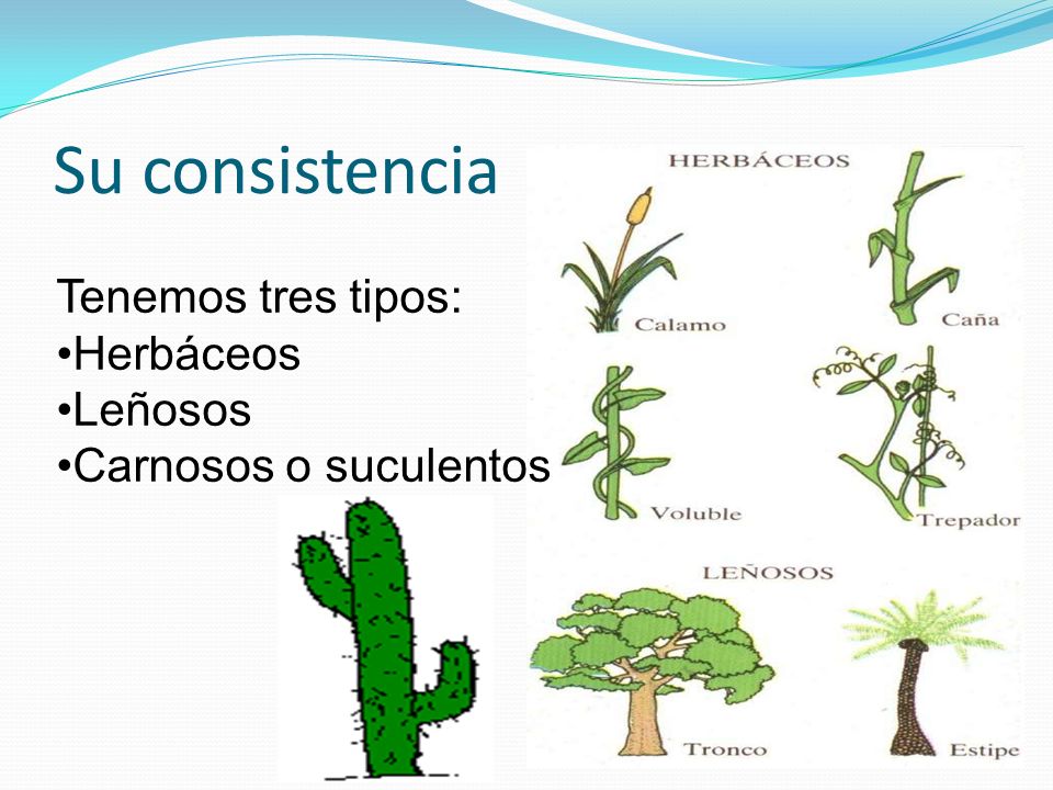 Su consistencia Tenemos tres tipos: Herbáceos Leñosos