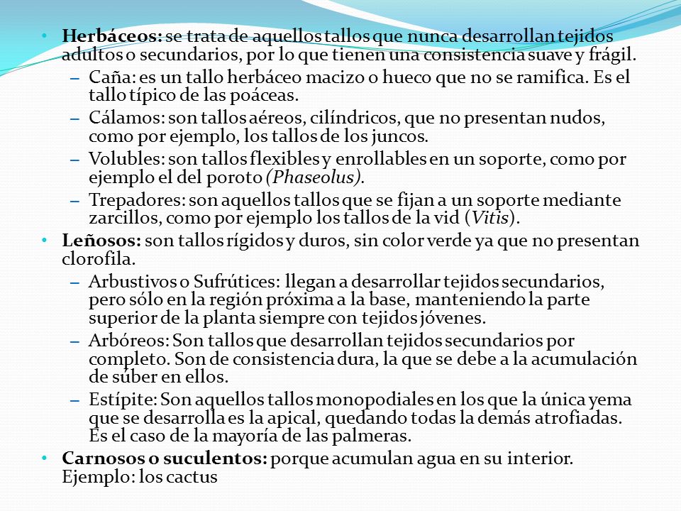 Herbáceos: se trata de aquellos tallos que nunca desarrollan tejidos adultos o secundarios, por lo que tienen una consistencia suave y frágil.