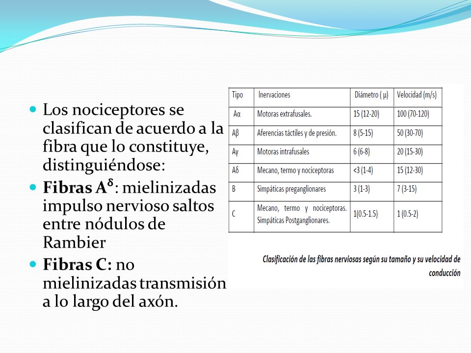 Los nociceptores se clasifican de acuerdo a la fibra que lo constituye, distinguiéndose: