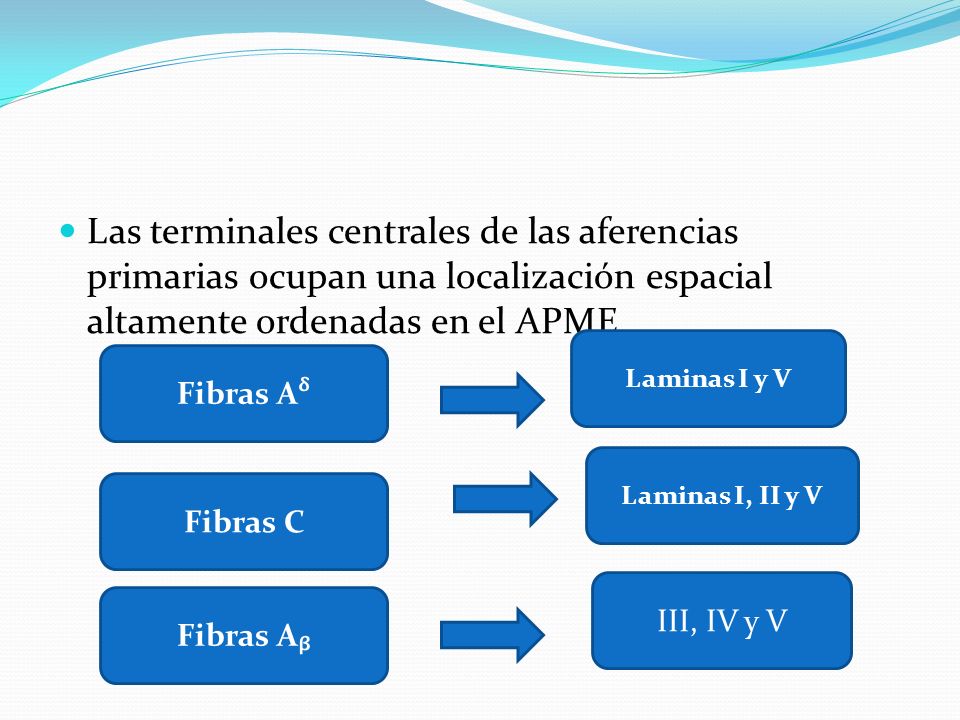 Las terminales centrales de las aferencias primarias ocupan una localización espacial altamente ordenadas en el APME