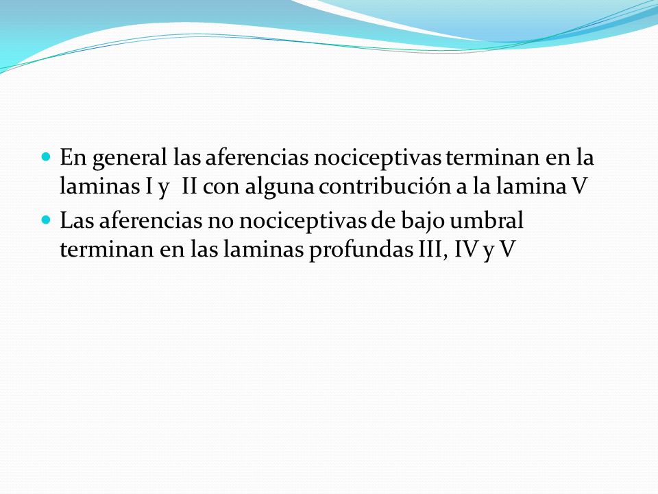 En general las aferencias nociceptivas terminan en la laminas I y II con alguna contribución a la lamina V