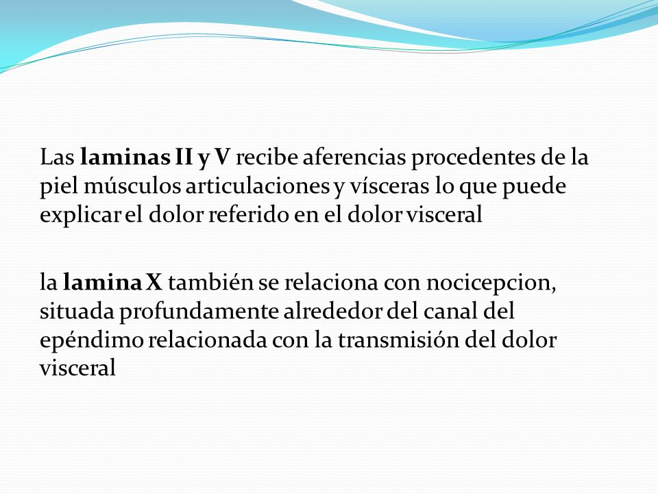 Las laminas II y V recibe aferencias procedentes de la piel músculos articulaciones y vísceras lo que puede explicar el dolor referido en el dolor visceral la lamina X también se relaciona con nocicepcion, situada profundamente alrededor del canal del epéndimo relacionada con la transmisión del dolor visceral