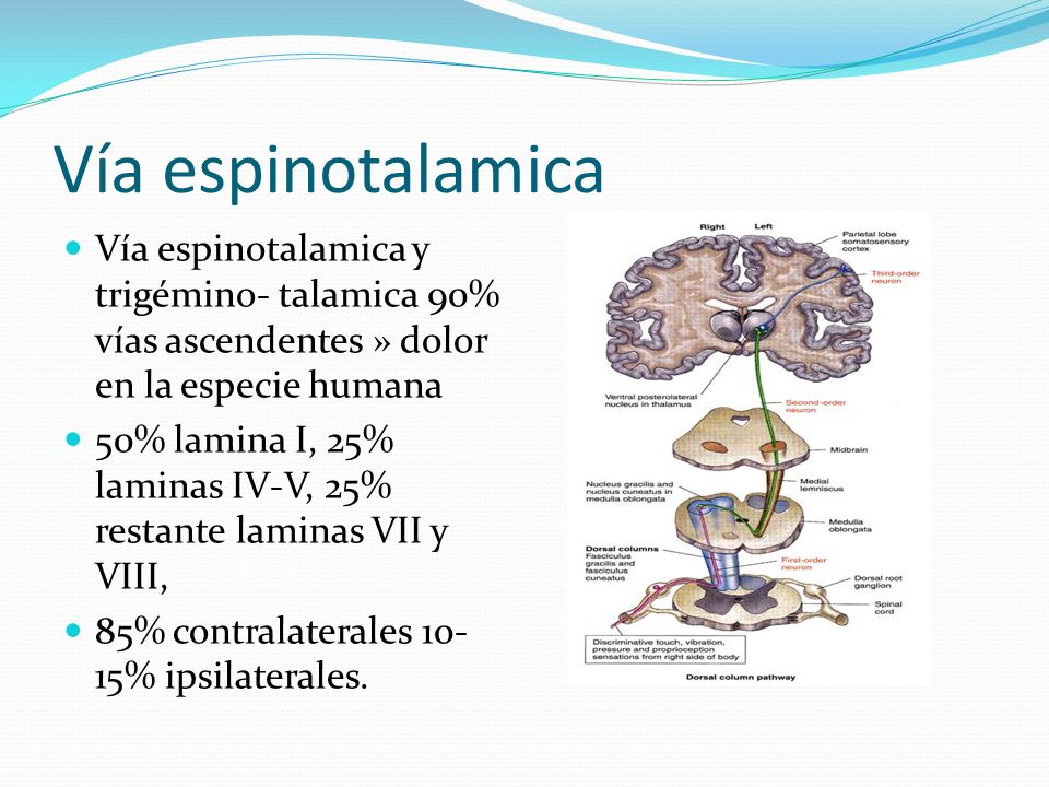 Vía espinotalamica Vía espinotalamica y trigémino- talamica 90% vías ascendentes » dolor en la especie humana.
