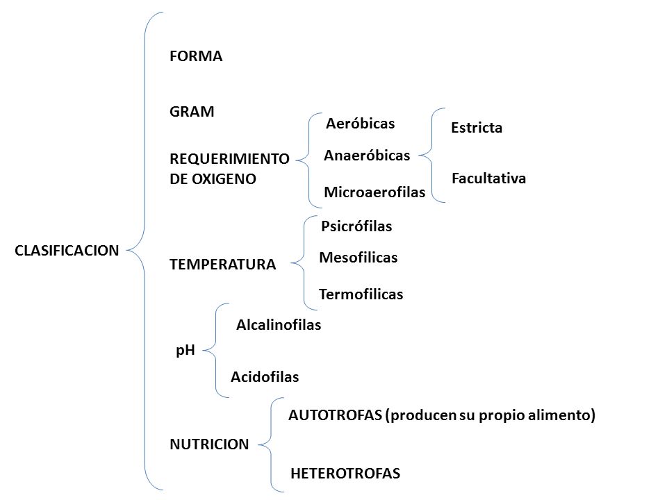 FORMA GRAM. Aeróbicas. Estricta. REQUERIMIENTO. DE OXIGENO. Anaeróbicas. Facultativa. Microaerofilas.
