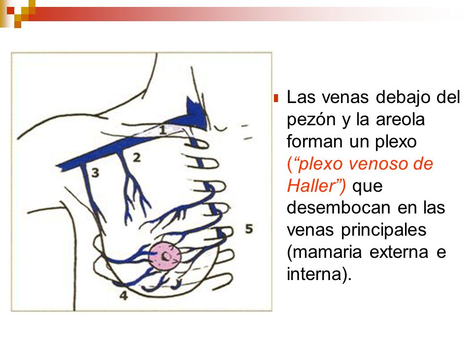 Las venas debajo del pezón y la areola forman un plexo ( plexo venoso de Haller ) que desembocan en las venas principales (mamaria externa e interna).