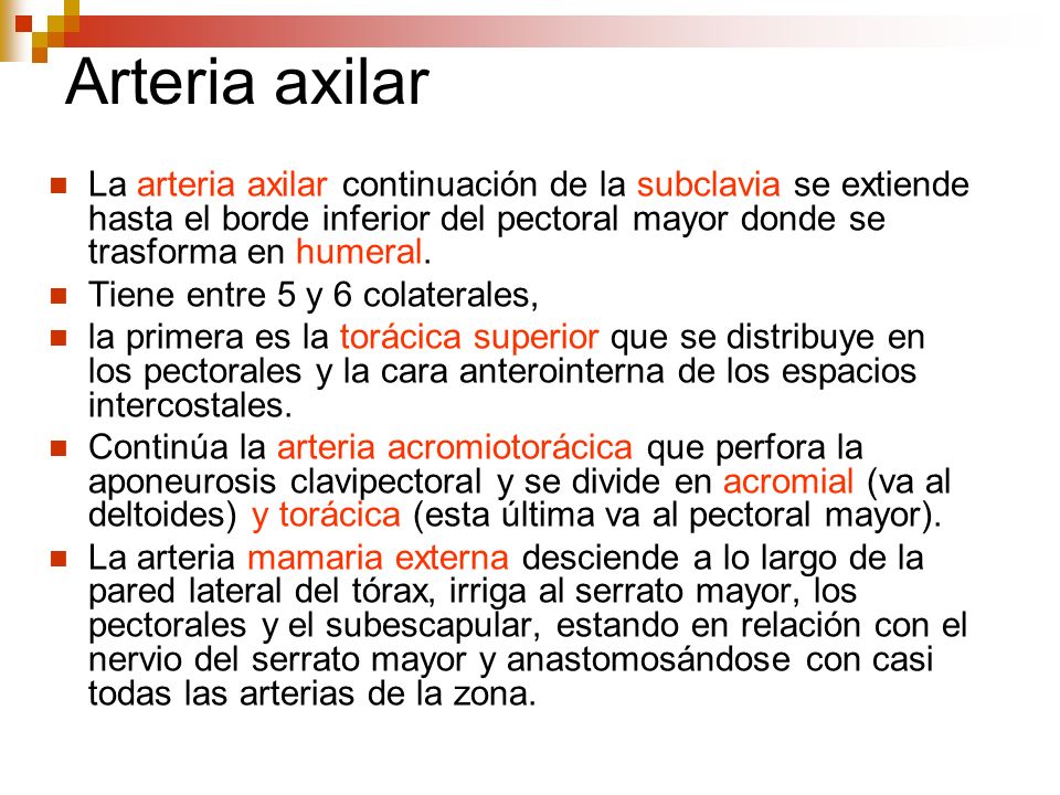 Arteria axilar La arteria axilar continuación de la subclavia se extiende hasta el borde inferior del pectoral mayor donde se trasforma en humeral.