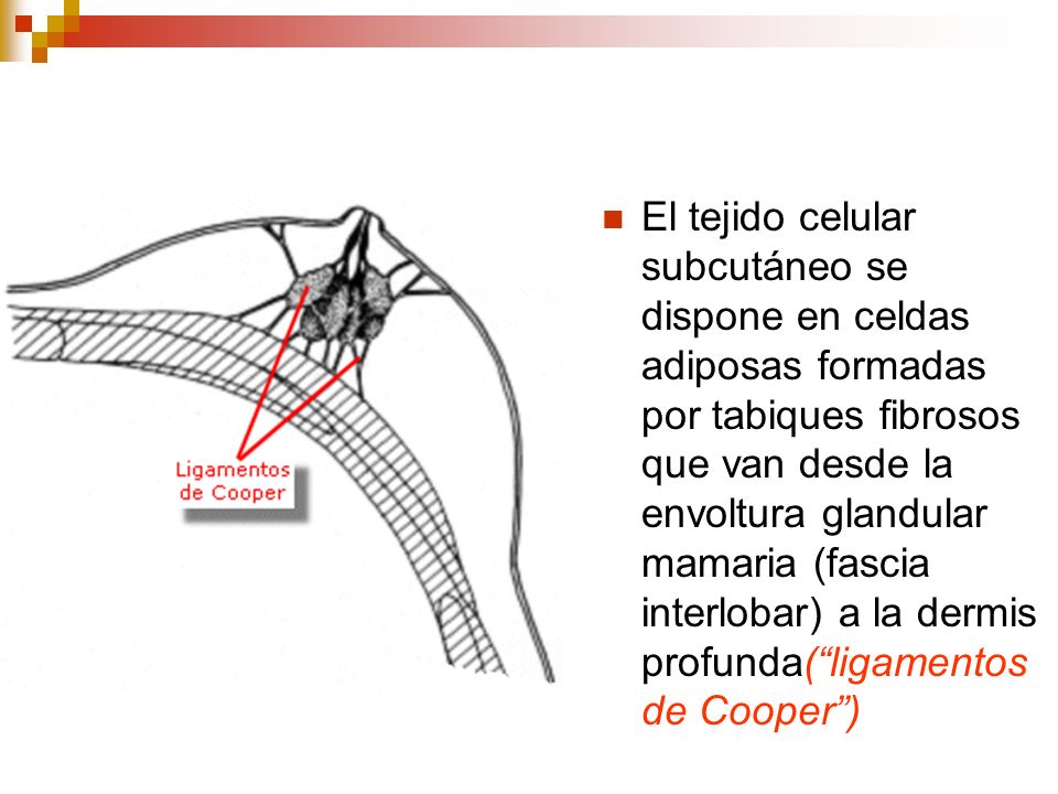 El tejido celular subcutáneo se dispone en celdas adiposas formadas por tabiques fibrosos que van desde la envoltura glandular mamaria (fascia interlobar) a la dermis profunda( ligamentos de Cooper )
