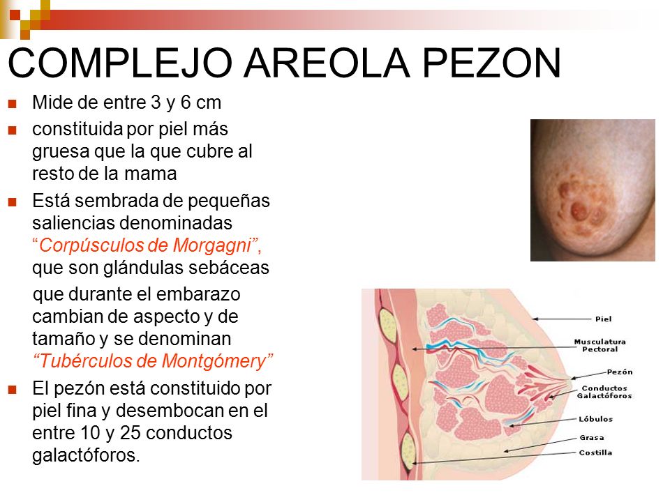 COMPLEJO AREOLA PEZON Mide de entre 3 y 6 cm
