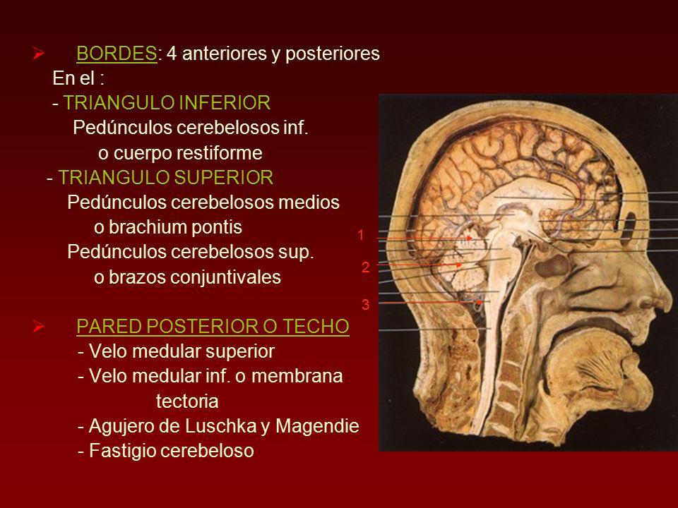 BORDES: 4 anteriores y posteriores En el : - TRIANGULO INFERIOR