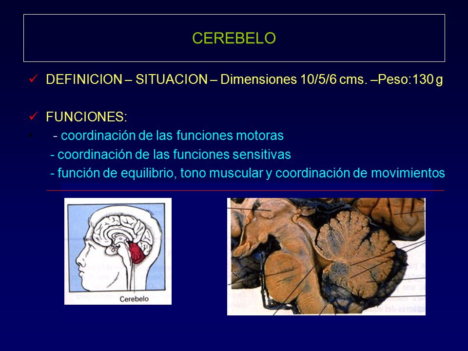 CEREBELO DEFINICION – SITUACION – Dimensiones 10/5/6 cms. –Peso:130 g