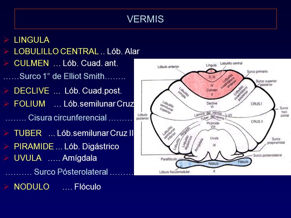 VERMIS LINGULA LOBULILLO CENTRAL .. Lób. Alar CULMEN … Lób. Cuad. ant.