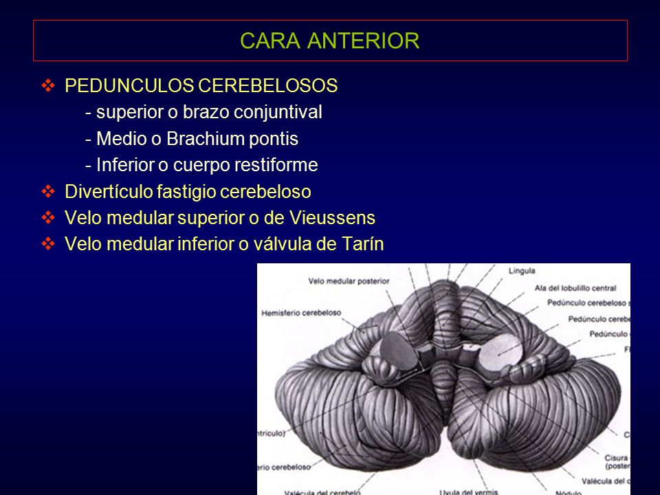 CARA ANTERIOR PEDUNCULOS CEREBELOSOS: - superior o brazo conjuntival
