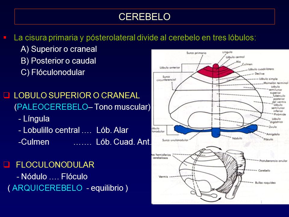 CEREBELO La cisura primaria y pósterolateral divide al cerebelo en tres lóbulos: A) Superior o craneal.