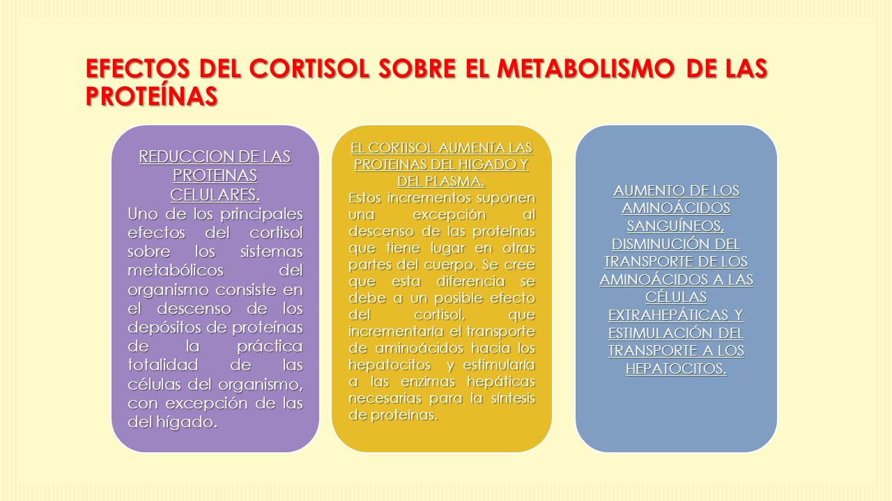 EFECTOS DEL CORTISOL SOBRE EL METABOLISMO DE LAS PROTEÍNAS
