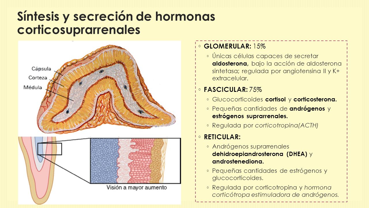 Síntesis y secreción de hormonas corticosuprarrenales