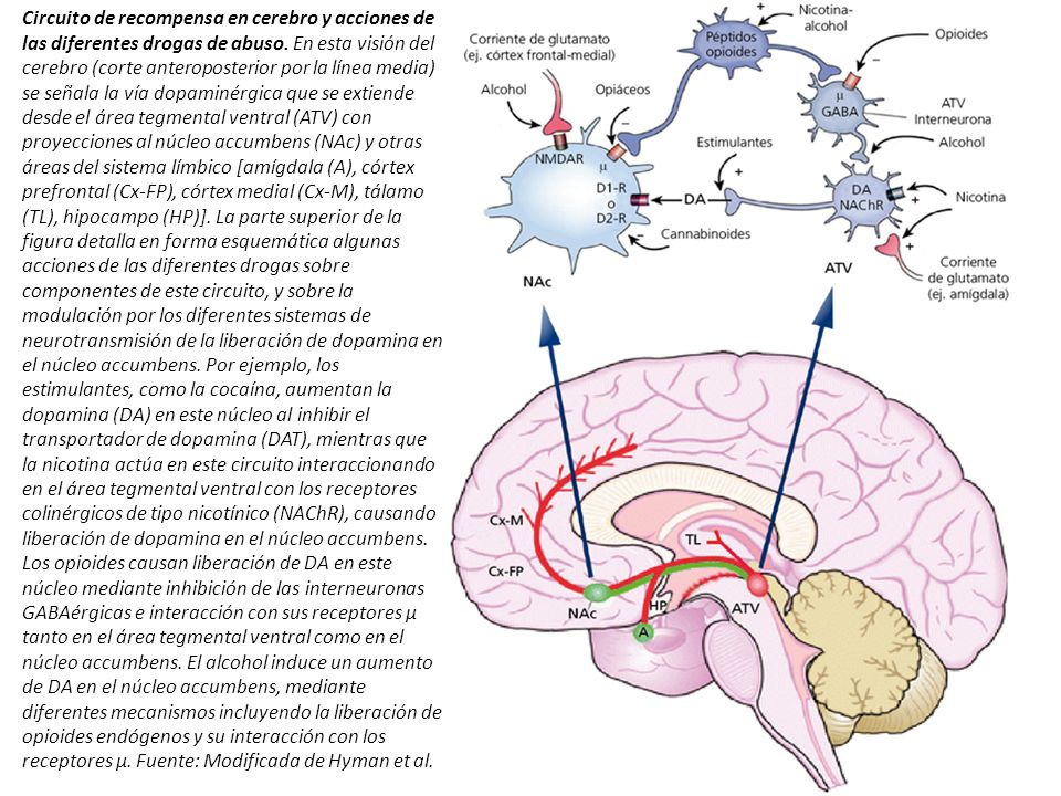 Circuito de recompensa en cerebro y acciones de las diferentes drogas de abuso.