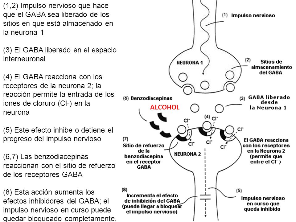 (1,2) Impulso nervioso que hace que el GABA sea liberado de los sitios en que está almacenado en la neurona 1 (3) El GABA liberado en el espacio interneuronal (4) El GABA reacciona con los receptores de la neurona 2; la reacción permite la entrada de los iones de cloruro (Cl-) en la neurona (5) Este efecto inhibe o detiene el progreso del impulso nervioso (6,7) Las benzodiacepinas reaccionan con el sitio de refuerzo de los receptores GABA (8) Esta acción aumenta los efectos inhibidores del GABA; el impulso nervioso en curso puede quedar bloqueado completamente.