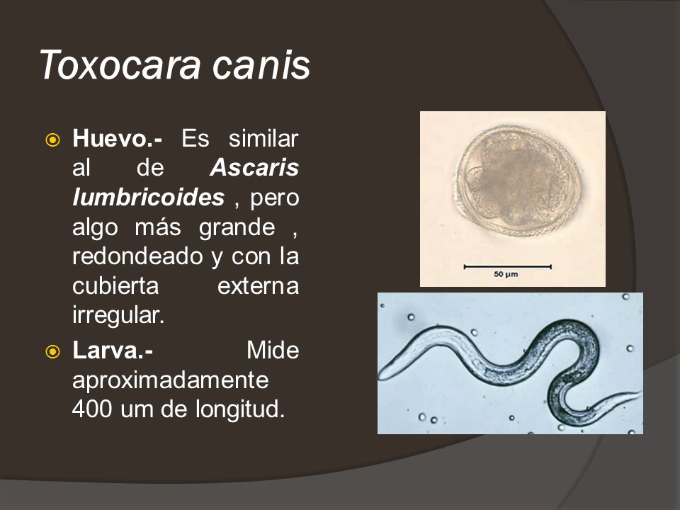 Toxocara canis Huevo.- Es similar al de Ascaris lumbricoides , pero algo más grande , redondeado y con la cubierta externa irregular.