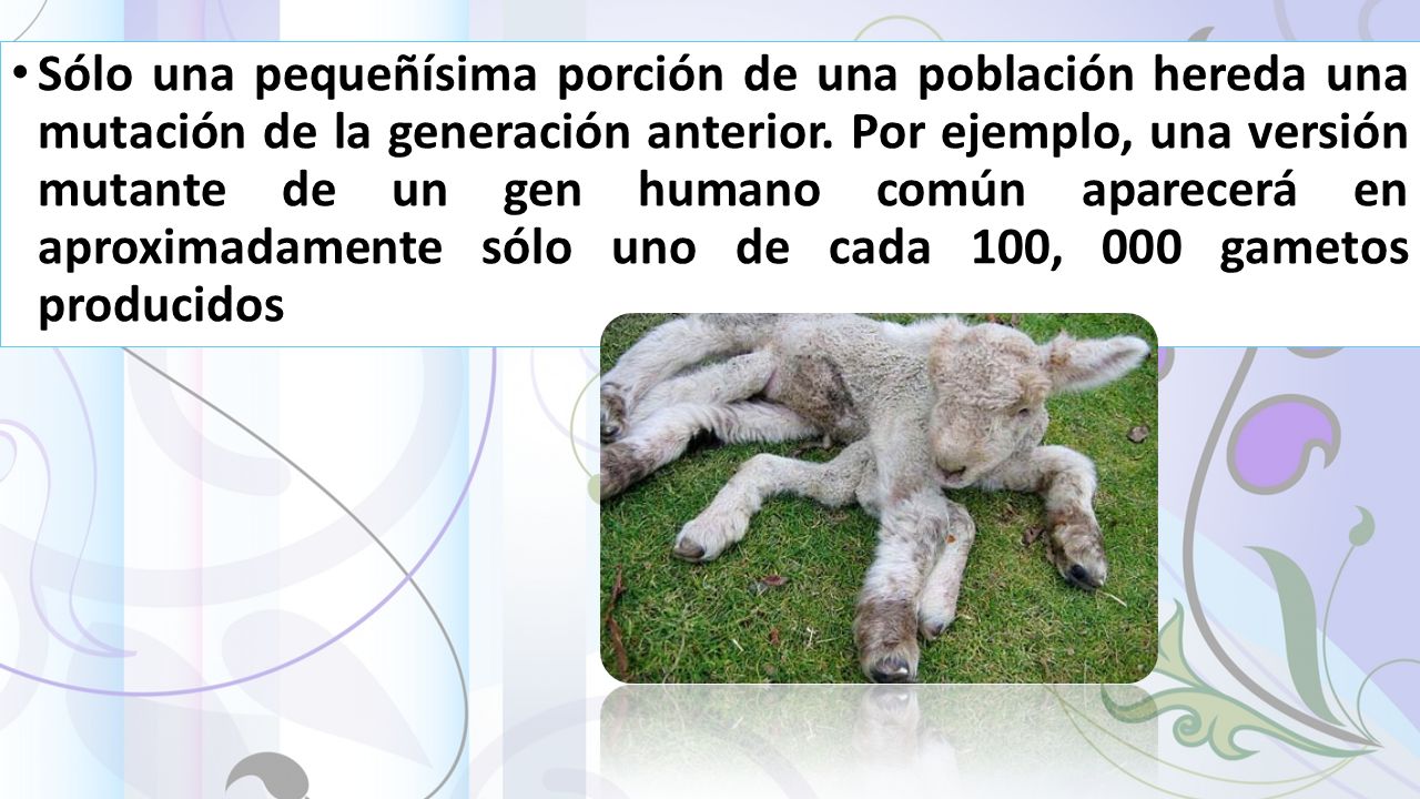 Sólo una pequeñísima porción de una población hereda una mutación de la generación anterior.