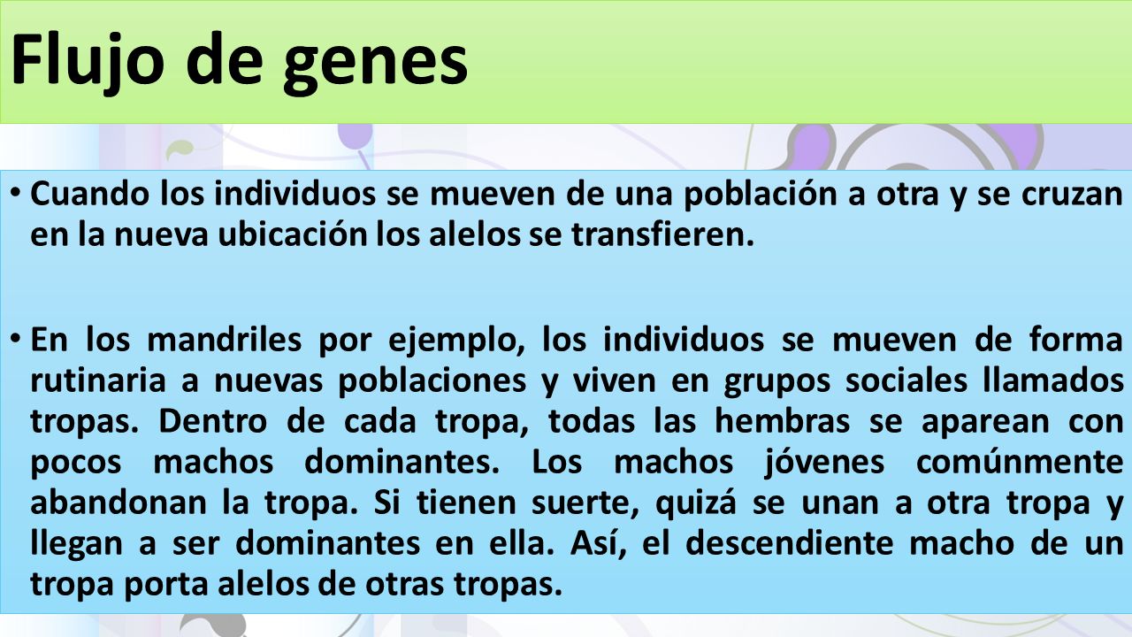 Flujo de genes Cuando los individuos se mueven de una población a otra y se cruzan en la nueva ubicación los alelos se transfieren.