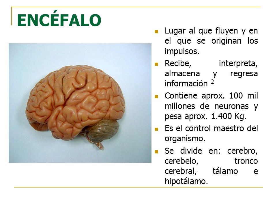 ENCÉFALO Lugar al que fluyen y en el que se originan los impulsos.