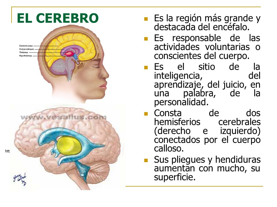 EL CEREBRO Es la región más grande y destacada del encéfalo.
