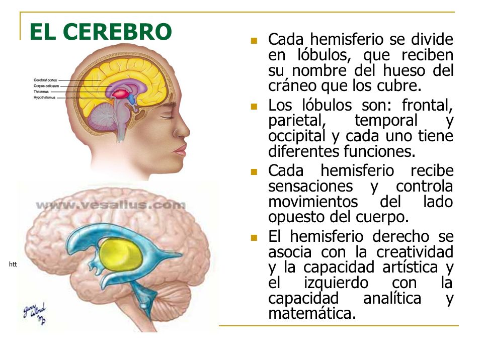 EL CEREBRO Cada hemisferio se divide en lóbulos, que reciben su nombre del hueso del cráneo que los cubre.